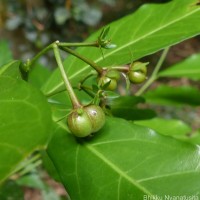 Blachia umbellata (Willd.) Baill.